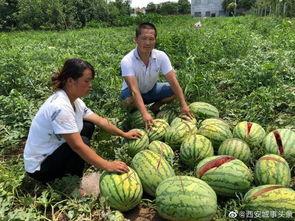 徽县吃瓜网红事件真相视频