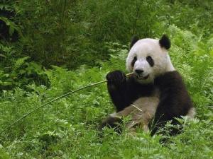 熊猫1108最新爆料,娱乐圈最新爆料大起底！