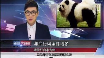 明星大鹏爆料视频,明星幕后故事大曝光