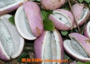 看网红吃八月瓜