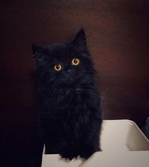 猫哥最新爆料,最新爆料背后的惊人真相