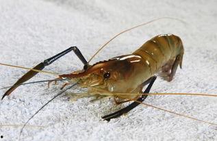 海虾养殖爆料视频,视频爆料背后的养殖真相