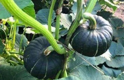 网红福利吃瓜免费,吃瓜免费，惊喜连连等你来