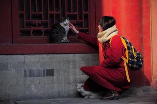 遗案中的疑案在线观看,在线揭秘悬而未决的神秘案件