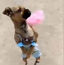 网红和狗吃瓜视频大全免费观看,免费观看大放送！