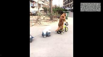 网红和狗吃瓜视频大全免费观看,免费观看大放送！