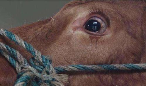 网友对牛不啦最新爆料,揭秘娱乐圈惊人内幕！