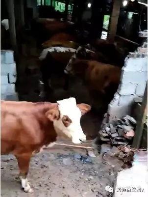 网友对牛不啦最新爆料,揭秘娱乐圈惊人内幕！