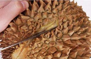 榴莲催熟爆料方法图解视频,图解视频教你轻松掌握催熟技巧