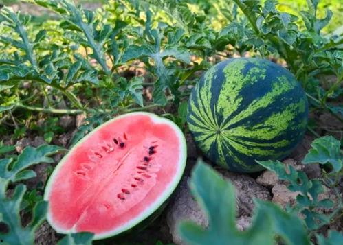 河南滑县网红视频吃瓜,揭秘当地特色美食文化