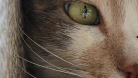 猫之城最新爆料视频网,最新爆料视频带你探秘神秘猫界